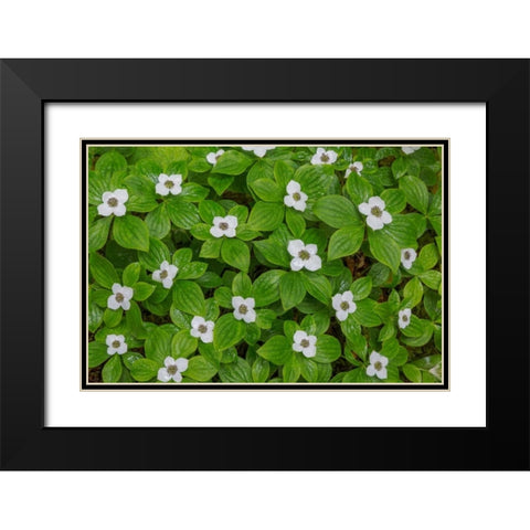 Bunchberry Black Modern Wood Framed Art Print with Double Matting by Mahan, Kathy