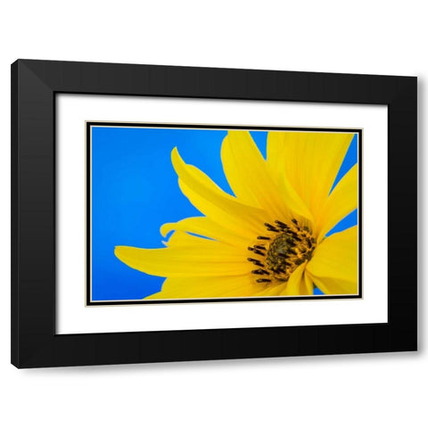 Sunflower on Blue III Black Modern Wood Framed Art Print with Double Matting by Mahan, Kathy