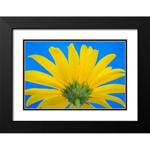 Sunflower on Blue IV Black Modern Wood Framed Art Print with Double Matting by Mahan, Kathy