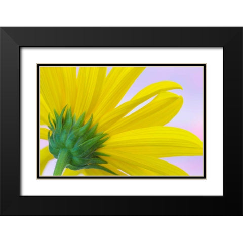 Sunflower Macro I Black Modern Wood Framed Art Print with Double Matting by Mahan, Kathy