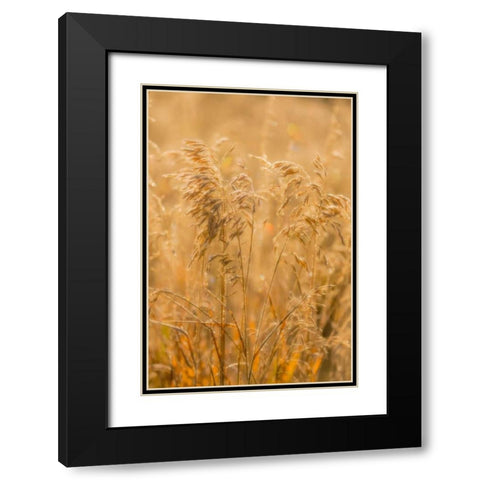 Autumn Grasses I Black Modern Wood Framed Art Print with Double Matting by Mahan, Kathy