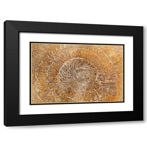 San Miguel Fossils I Black Modern Wood Framed Art Print with Double Matting by Mahan, Kathy
