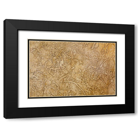 San Miguel Fossils II Black Modern Wood Framed Art Print with Double Matting by Mahan, Kathy