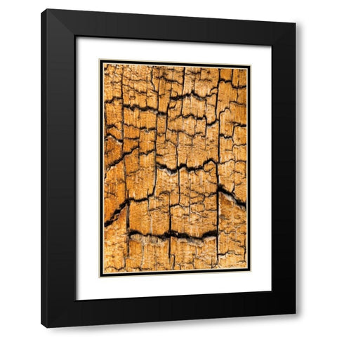 Pine Patterns I Black Modern Wood Framed Art Print with Double Matting by Mahan, Kathy