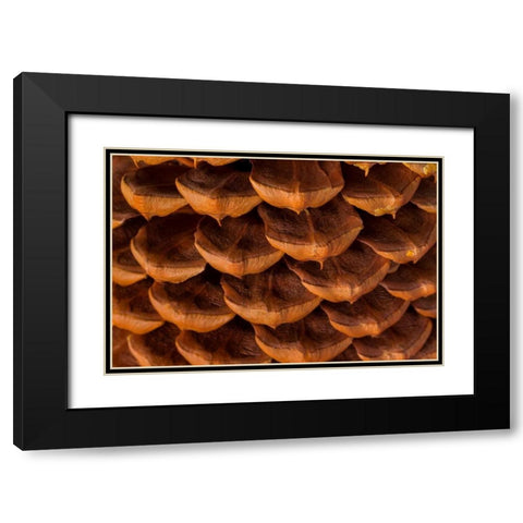 Pine Cone I Black Modern Wood Framed Art Print with Double Matting by Mahan, Kathy