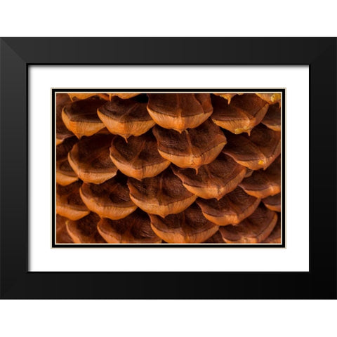 Pine Cone I Black Modern Wood Framed Art Print with Double Matting by Mahan, Kathy
