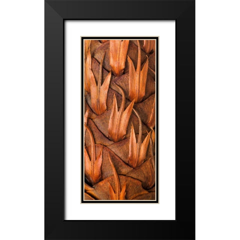 Pine Cone VI Black Modern Wood Framed Art Print with Double Matting by Mahan, Kathy