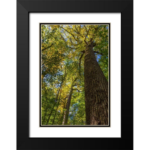 Tulip-Poplar Tree I Black Modern Wood Framed Art Print with Double Matting by Mahan, Kathy