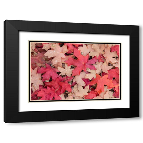 Fallen Leaves I Black Modern Wood Framed Art Print with Double Matting by Mahan, Kathy