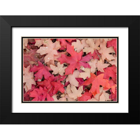 Fallen Leaves I Black Modern Wood Framed Art Print with Double Matting by Mahan, Kathy