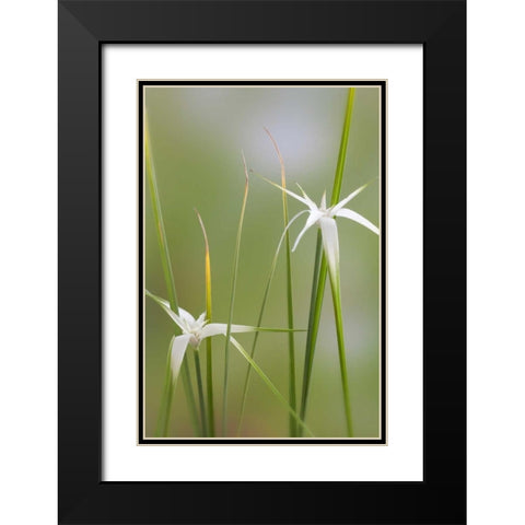 Star Grass I Black Modern Wood Framed Art Print with Double Matting by Mahan, Kathy