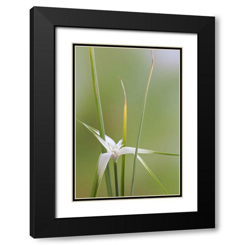 Star Grass II Black Modern Wood Framed Art Print with Double Matting by Mahan, Kathy