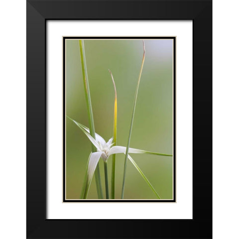 Star Grass II Black Modern Wood Framed Art Print with Double Matting by Mahan, Kathy
