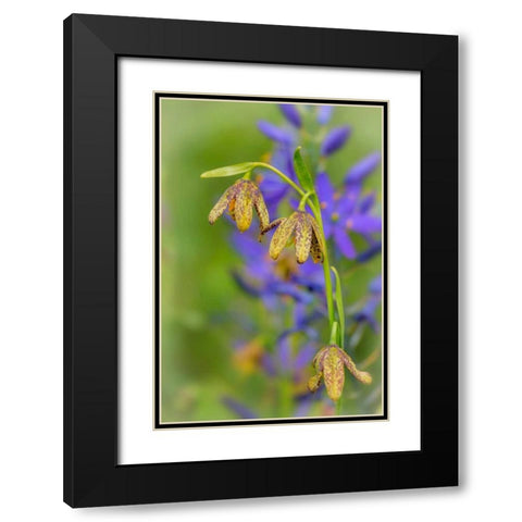 Chocolate Lily I Black Modern Wood Framed Art Print with Double Matting by Mahan, Kathy