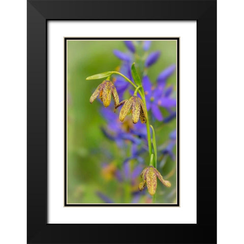 Chocolate Lily I Black Modern Wood Framed Art Print with Double Matting by Mahan, Kathy