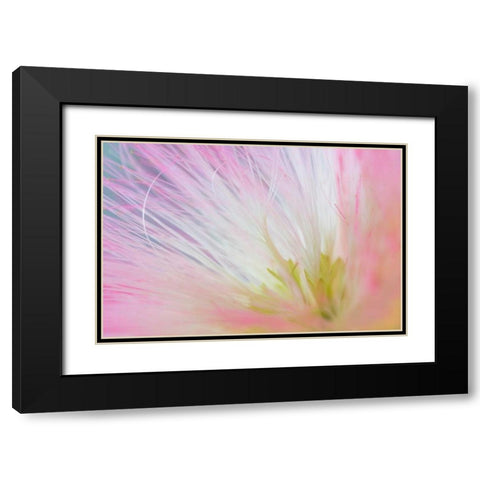 Mimosa Tree Blossom I Black Modern Wood Framed Art Print with Double Matting by Mahan, Kathy
