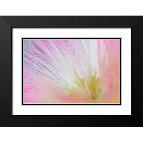 Mimosa Tree Blossom I Black Modern Wood Framed Art Print with Double Matting by Mahan, Kathy