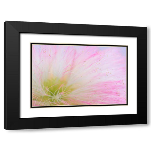 Mimosa Tree Blossom II Black Modern Wood Framed Art Print with Double Matting by Mahan, Kathy