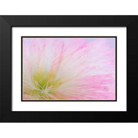 Mimosa Tree Blossom II Black Modern Wood Framed Art Print with Double Matting by Mahan, Kathy