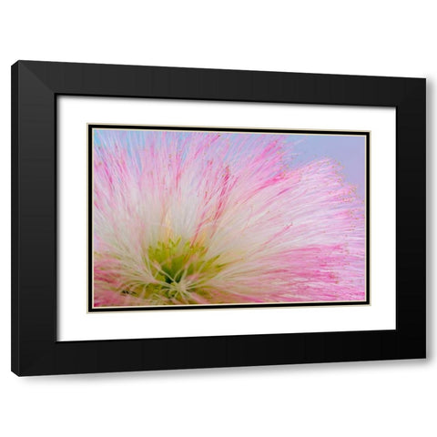Mimosa Tree Blossom III Black Modern Wood Framed Art Print with Double Matting by Mahan, Kathy