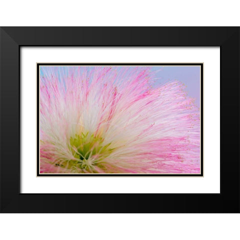 Mimosa Tree Blossom III Black Modern Wood Framed Art Print with Double Matting by Mahan, Kathy
