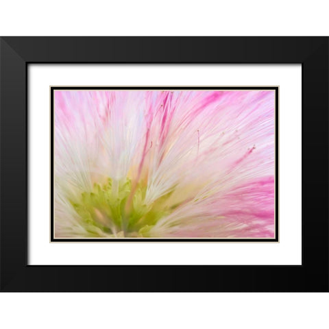 Mimosa Tree Blossom IV Black Modern Wood Framed Art Print with Double Matting by Mahan, Kathy