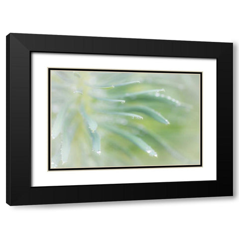 Euphorbia I Black Modern Wood Framed Art Print with Double Matting by Mahan, Kathy