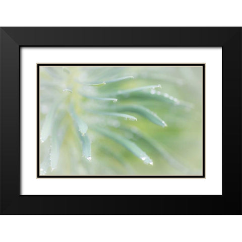 Euphorbia I Black Modern Wood Framed Art Print with Double Matting by Mahan, Kathy