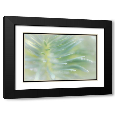 Euphorbia II Black Modern Wood Framed Art Print with Double Matting by Mahan, Kathy
