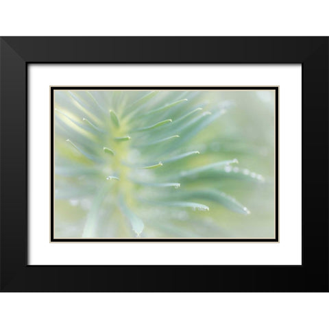 Euphorbia II Black Modern Wood Framed Art Print with Double Matting by Mahan, Kathy