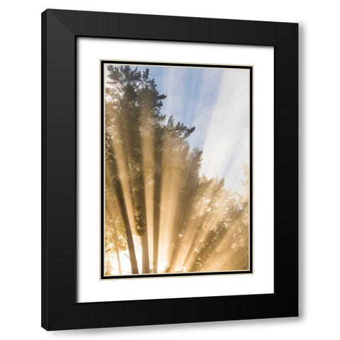 Sunburst II Black Modern Wood Framed Art Print with Double Matting by Mahan, Kathy