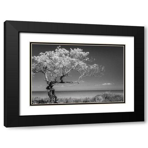 Lone Tree I Black Modern Wood Framed Art Print with Double Matting by Mahan, Kathy