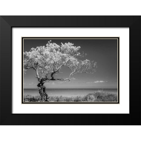 Lone Tree I Black Modern Wood Framed Art Print with Double Matting by Mahan, Kathy