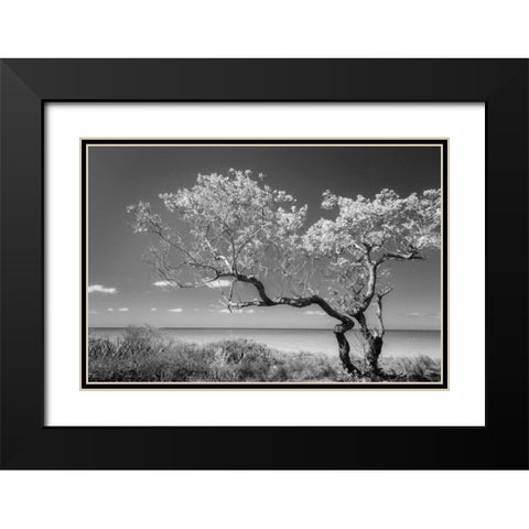 Lone Tree II Black Modern Wood Framed Art Print with Double Matting by Mahan, Kathy