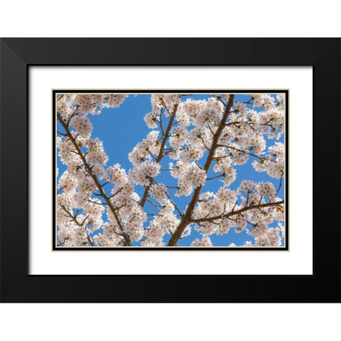 Cherries in Bloom I Black Modern Wood Framed Art Print with Double Matting by Mahan, Kathy