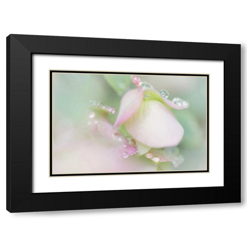 Dew Covered Oregano Black Modern Wood Framed Art Print with Double Matting by Mahan, Kathy