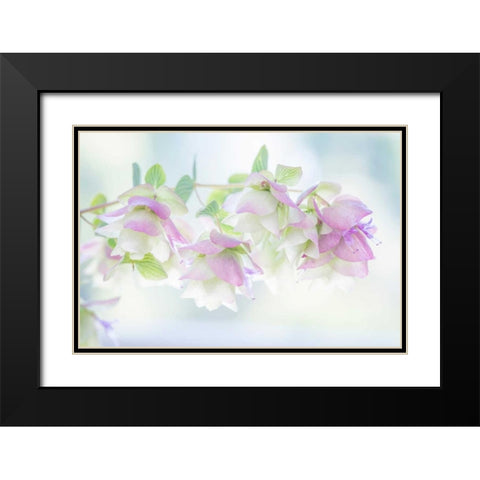 Ornamental Oregano I Black Modern Wood Framed Art Print with Double Matting by Mahan, Kathy
