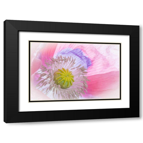 Poppy High Key I Black Modern Wood Framed Art Print with Double Matting by Mahan, Kathy