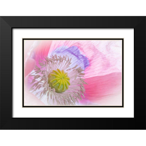 Poppy High Key I Black Modern Wood Framed Art Print with Double Matting by Mahan, Kathy