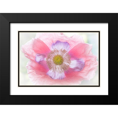 Poppy Hih Key II Black Modern Wood Framed Art Print with Double Matting by Mahan, Kathy