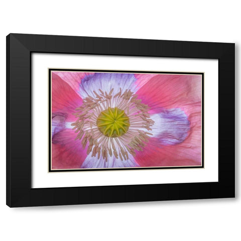Pink Poppy II Black Modern Wood Framed Art Print with Double Matting by Mahan, Kathy