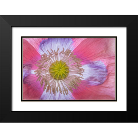 Pink Poppy II Black Modern Wood Framed Art Print with Double Matting by Mahan, Kathy