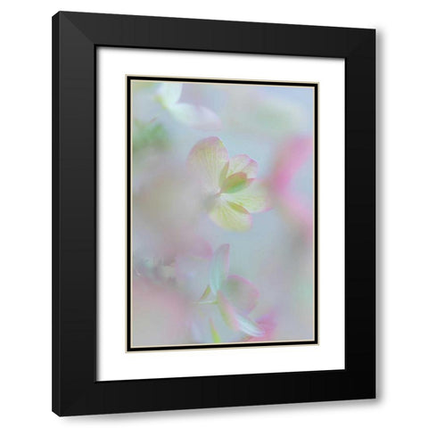 Hydrangea I Black Modern Wood Framed Art Print with Double Matting by Mahan, Kathy