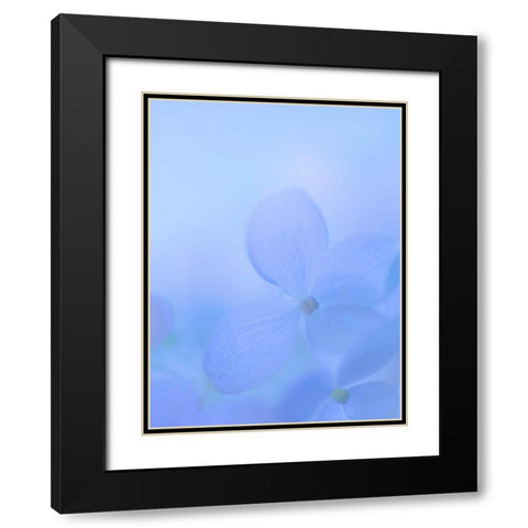 Hydrangea Paniculata I Black Modern Wood Framed Art Print with Double Matting by Mahan, Kathy