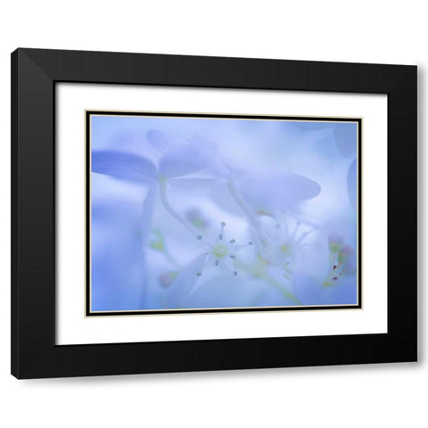 Lime Light Hydrangea I Black Modern Wood Framed Art Print with Double Matting by Mahan, Kathy