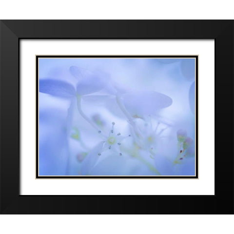 Lime Light Hydrangea I Black Modern Wood Framed Art Print with Double Matting by Mahan, Kathy