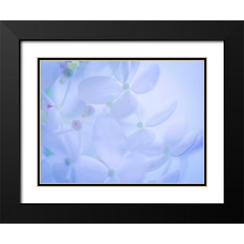 Lime Light Hydrangea II Black Modern Wood Framed Art Print with Double Matting by Mahan, Kathy