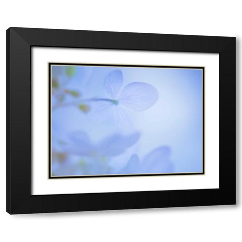 Lime Light Hydrangea III Black Modern Wood Framed Art Print with Double Matting by Mahan, Kathy