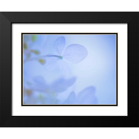 Lime Light Hydrangea III Black Modern Wood Framed Art Print with Double Matting by Mahan, Kathy