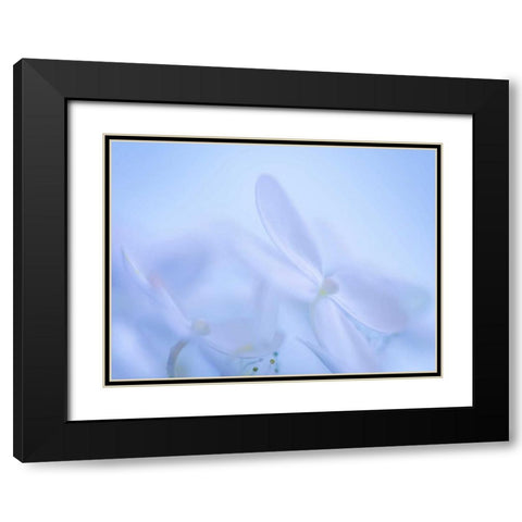 Lime Light Hydrangea IV Black Modern Wood Framed Art Print with Double Matting by Mahan, Kathy